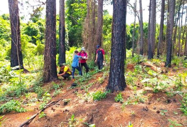INFONA ABRE INSCRIPCIONES PARA TÉCNICO FORESTAL - Itapúa Noticias