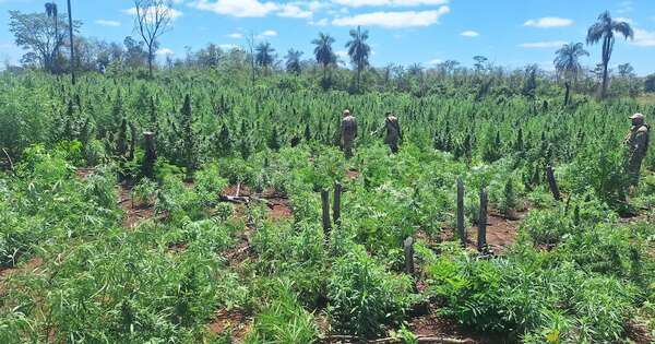 Diario HOY | Destruyen más de 18 toneladas de marihuana en Nueva Germania
