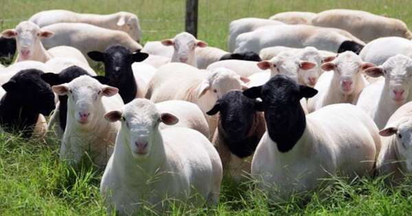 La Nación / Raza ovina dorper tendrá su primera expo nacional