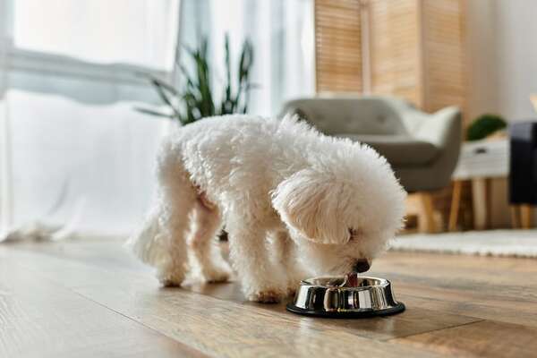 Alimentación canina: la mejor comida para que tu perro sea sano - Mascotas - ABC Color