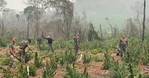 La Nación / Senad desplegó varios operativos para destruir campamentos de producción narcos