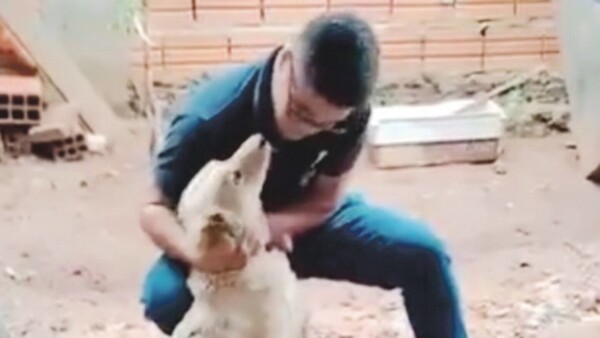 Un perro que era garroteado por su dueño fue rescatado