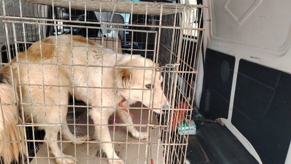 Rescatan a perro maltratado por su dueño en San Lorenzo