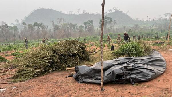 Golpe al narcotráfico: Agentes destruyen 180 toneladas de marihuana en Concepción