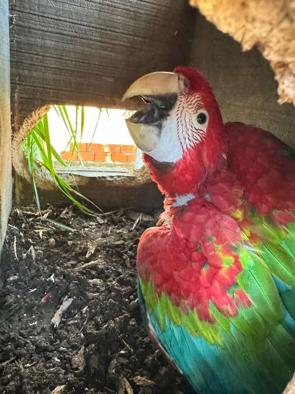 Celebran 60 días de primer guacamayo nacido en nido artificial urbano en Paraguay - Nacionales - ABC Color