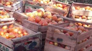 Productora independiente remata tomates por temor a perder su producción