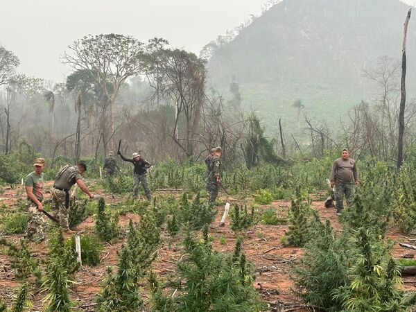 Golpe al narcotráfico: destruyen 180 toneladas de marihuana en Concepción