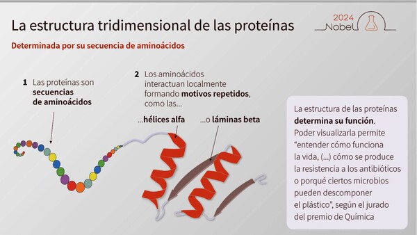 Proteínas: Científicos abren un prometedor campo para explorar