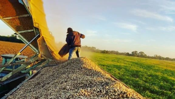 Suena bien: demanda de maní crece a un ritmo del 20% y cultivo alcanza 25.000 hectáreas