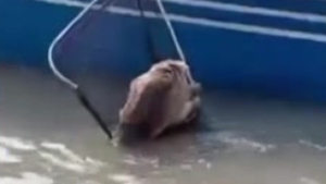 Karaja fue rescatado cuando estaba a punto de ahogarse en un río - SNT