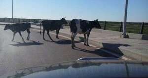 La Nación / Aumenta tenencia de animales de granja en Asunción, pese a prohibición