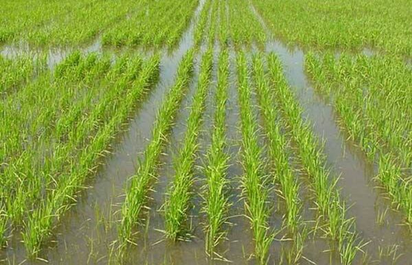 Las recientes lluvias favorecerán el desarrollo de cultivos de arroz en el campo, aseguran