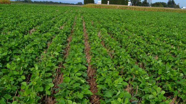 Zafra de soja: Lluvias traen alivio al campo y ayudarán en la siembra - La Clave