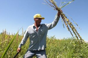 Lanzan nueva zafra de sésamo con desafíos y apuesta a mercados internacionales - MarketData