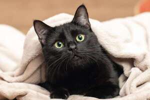 Gatos negros: ¿por qué no hay que darlos en adopción durante octubre? - Mascotas - ABC Color