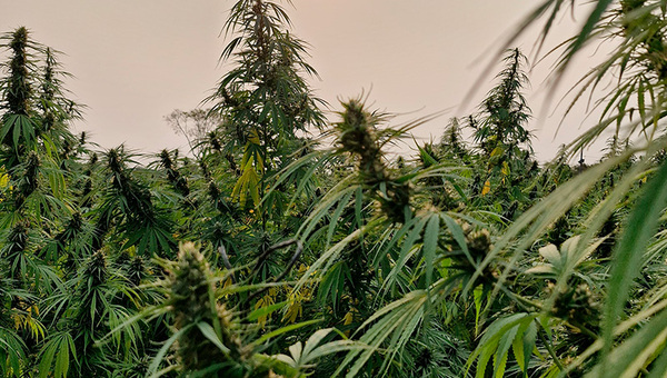 Mercado europeo asegura el 100% de la producción anual de flores de cannabis paraguayo