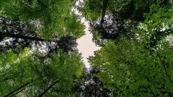 Los bosques tropicales están cambiando su temperatura, revela un estudio