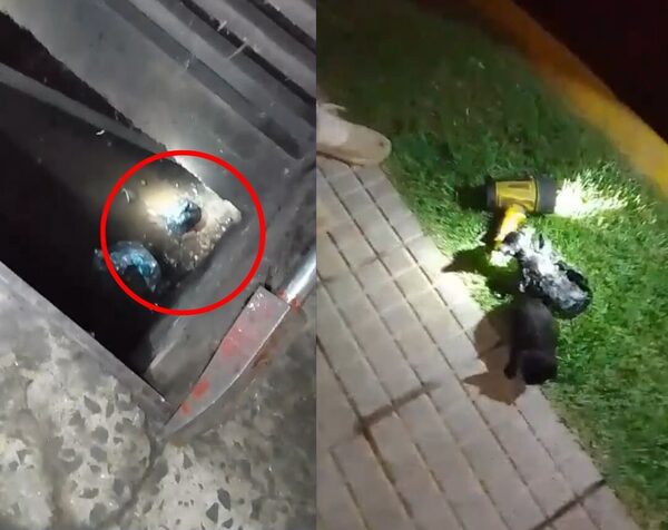 CRIMINAL: ARROJAN DOS GATITOS A UN ALCANTARILLADO DE LA COSTANERA DE ENCARNACIÓN