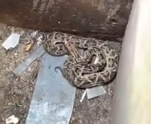 Rescatan “yarará” de basurero en pleno microcentro de CDE
