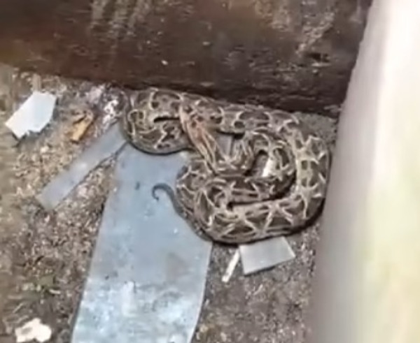 Rescatan “yarará” de basurero en pleno microcentro de CDE