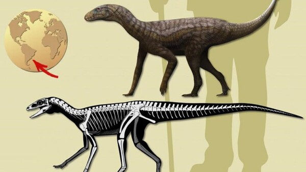 Descubren en Brasil un reptil que puede aportar pistas del origen de los dinosaurios