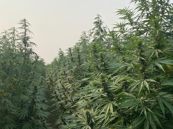Cannabis paraguayo conquista Europa: el mercado europeo compra toda la producción de flores - .::Agencia IP::.