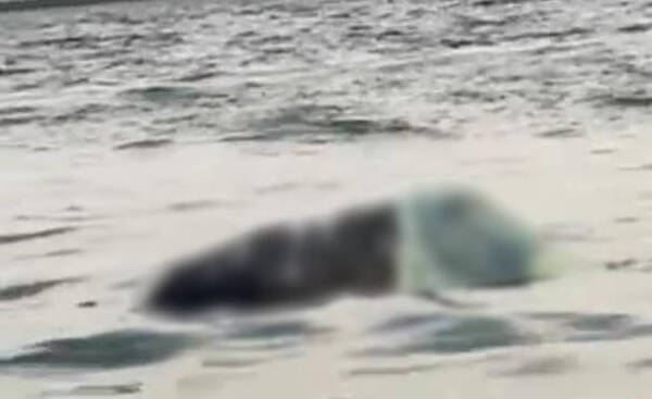 Macabro hallazgo en aguas del Lago Itaipú: encontraron una cabeza y un torso en una bolsa