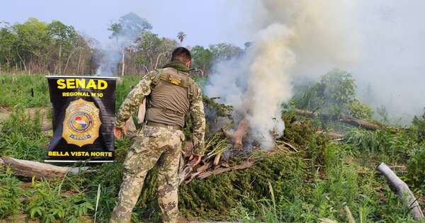 Diario HOY | Eliminan 21 toneladas de marihuana en narcocampamentos