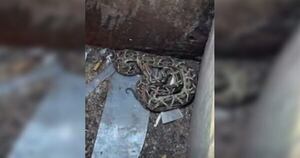 Diario HOY | Jarara fue descubierta dentro de un basurero en pleno microcentro de CDE