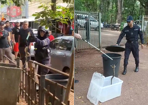Encuentran una yarará en un basurero en el microcentro de Ciudad del Este - La Clave