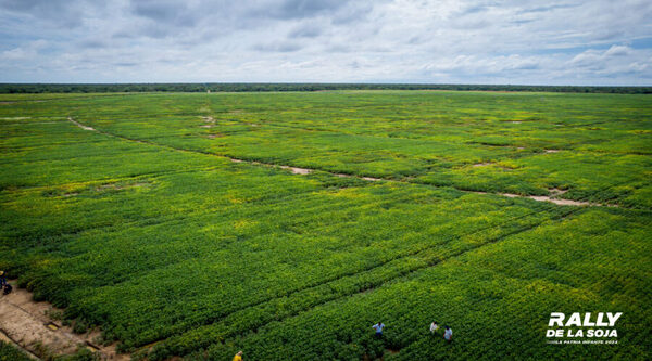 Zafra del Chaco paraguayo tuvo 154.660 Ha de soja, según informe del INBIO