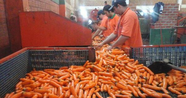 La Nación / Primera exportación de zanahoria a la Argentina partió hoy