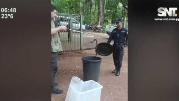 Rescatan a serpiente suelta en el microcentro de Ciudad del Este - SNT