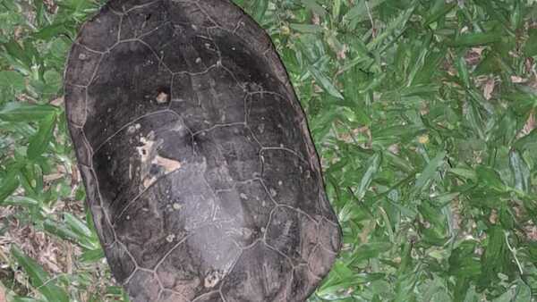 Buscan a los dueños de una tortuga en Caaguazú