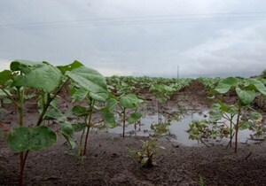 Las lluvias reanudarían siembra de soja en algunos sectores del país
