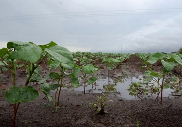 Las lluvias reanudarían siembra de soja en algunos sectores del país