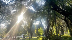 Diputados ponen en peligro más de 100 árboles del bosque San Vicente al archivar proyecto