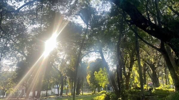 Diputados ponen en peligro más de 100 árboles del bosque San Vicente al archivar proyecto