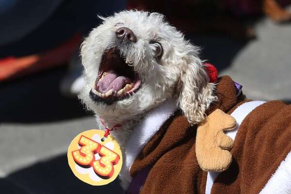 Maltrato animal: Diputados lo eleva a categoría de crimen y establece penas carcelarias - Mascotas - ABC Color
