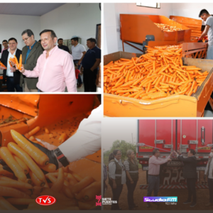 PRODUCTORES DE ITAPÚA CONCRETAN PRIMERA EXPORTACIÓN DE ZANAHORIA EL MERCADO ARGENTINO - TVS