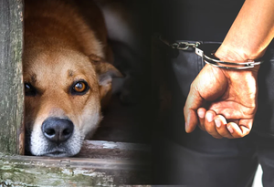 Congreso eleva penas hasta 6 años de cárcel por maltrato animal - Noticiero Paraguay