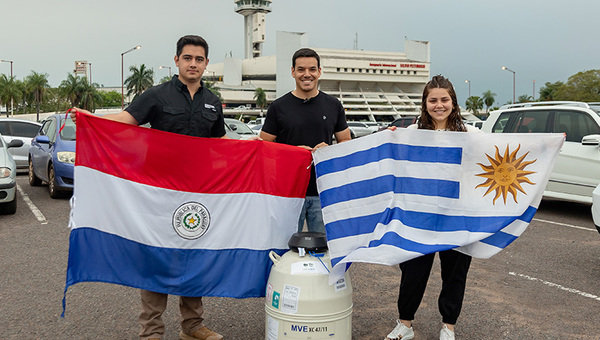 Importan 5.100 pajuelas Hereford de Uruguay para fortalecer genética Braford