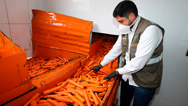 Expandiendo horizontes: Zanahoria nacional llega a Argentina y se abre al mercado internacional