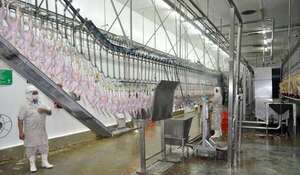 Esperan apertura de Taiwán para la exportación de carne de ave - Economía - ABC Color