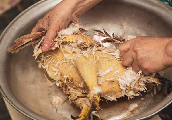 Tres mujeres sufrieron quemaduras en 80% del cuerpo cuando desplumaban gallina