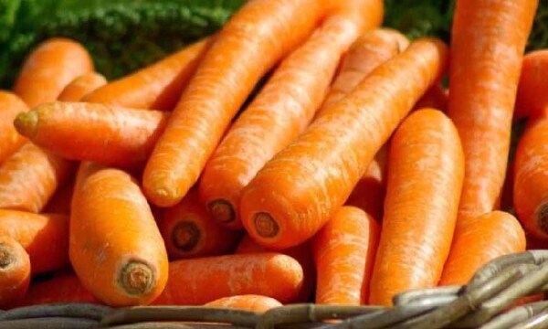 Por primera vez, Paraguay exporta zanahorias a Argentina – Prensa 5