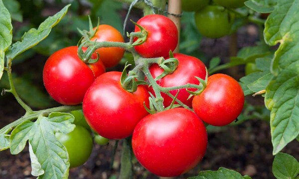 Realizarán feria de tomate en Coronel Oviedo – Prensa 5