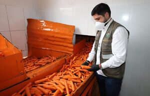 Paraguay realiza primera exportación de zanahoria a Argentina por valor de USD 18.000 - MarketData