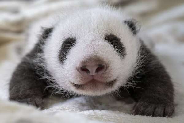 El debut de dos crías de panda gigantes conmociona a visitantes del zoológico de Berlín - Mundo - ABC Color