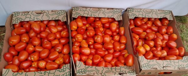 Organizan feria simultánea para venta sin intermediarios de tomates de la finca familiar - .::Agencia IP::.